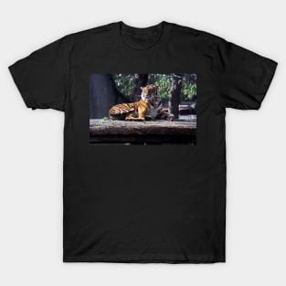 Tiger #1 - London Zoo T-Shirt